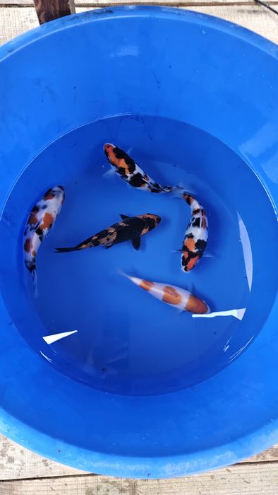 Crapi koi diverse mărimi și varietati