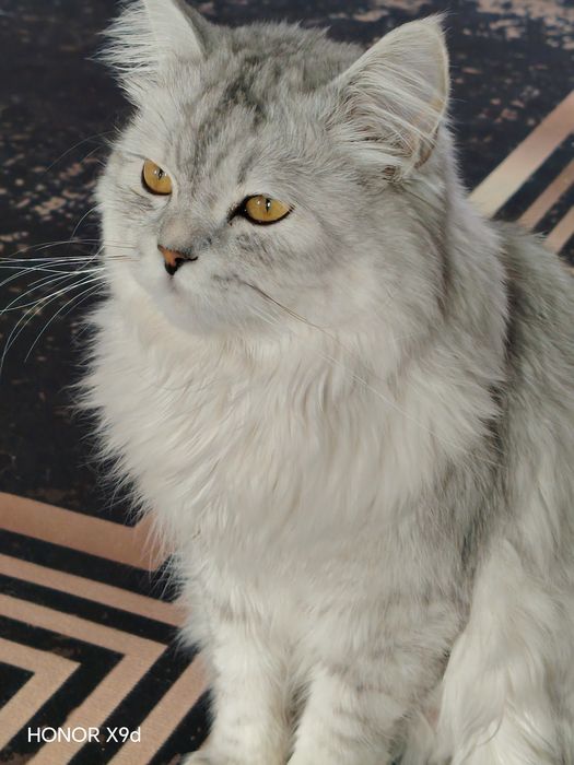 Кот 8 месец умный мальчик