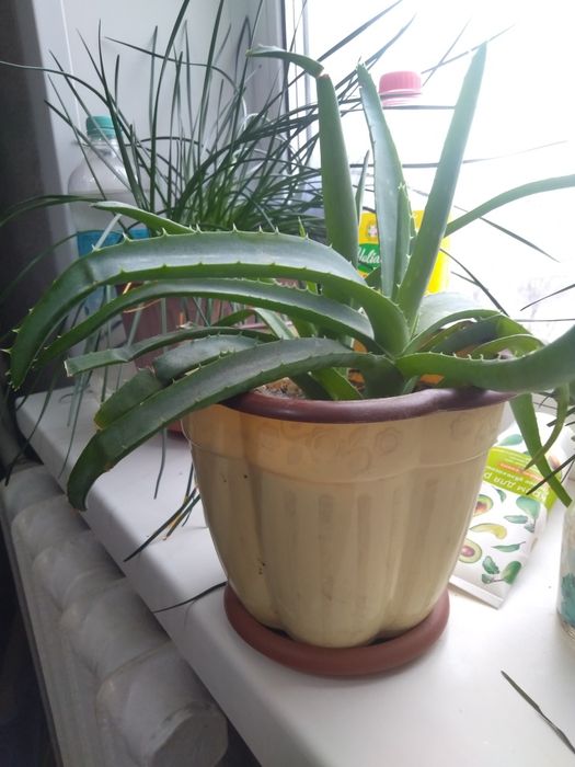 Продам алое продам алое