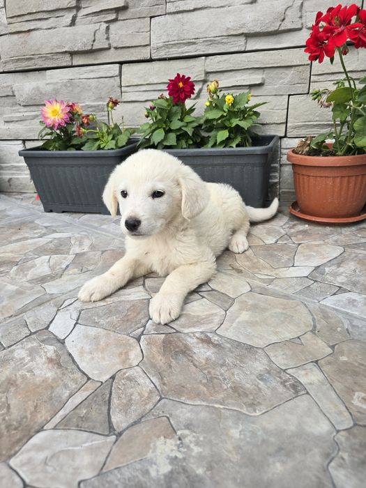 Бебенца лабрадор ретривър