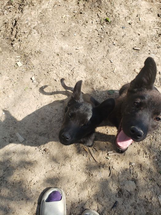 Приму корм в помощь