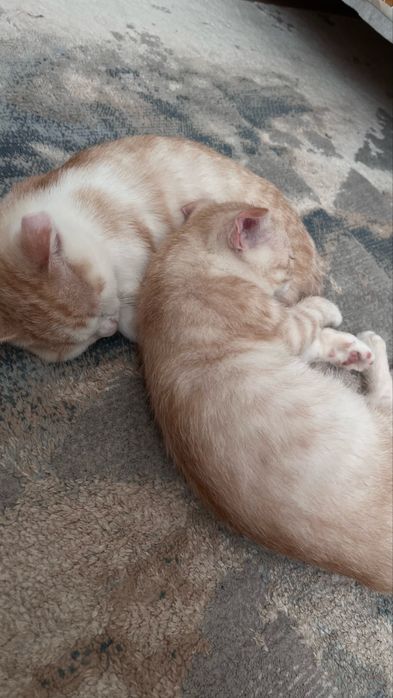 вислоухие котенки