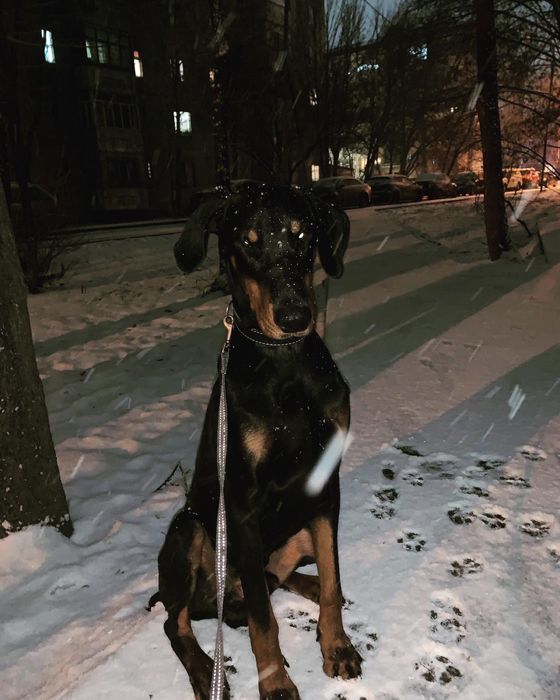 Доберман на вязку