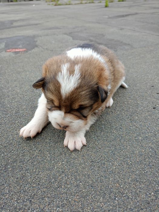 Бесплатна отдаются щенята