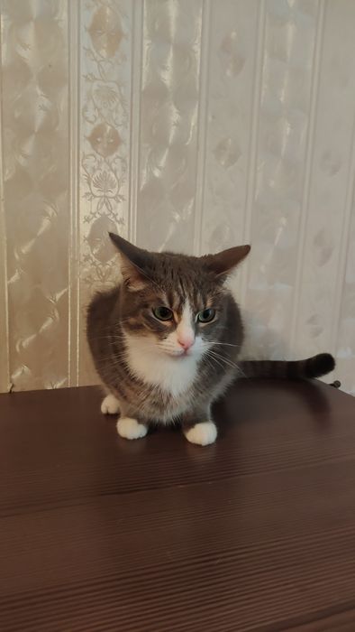 Пропала за вознаграждение
