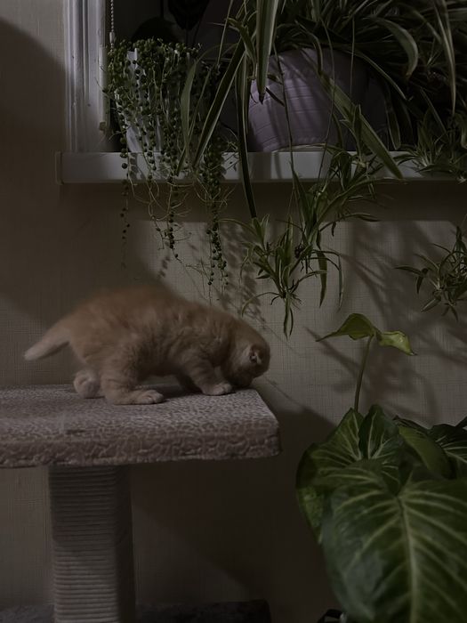 Шотланский веслоухий