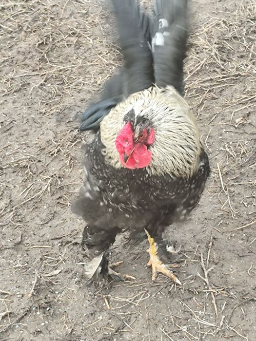 Cocoș pitic caută casa noua