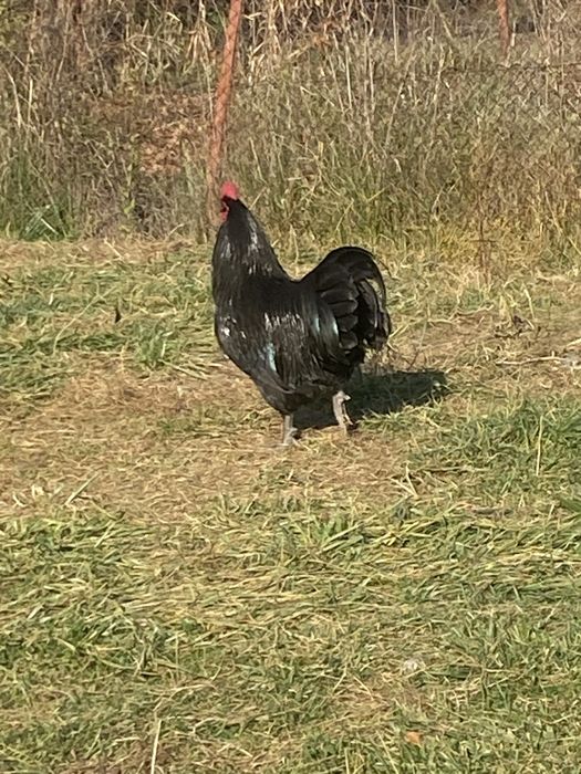 Cocosi Australorp si Wiandotte argintiu