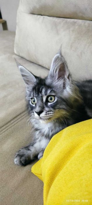 Мейн куун котенца