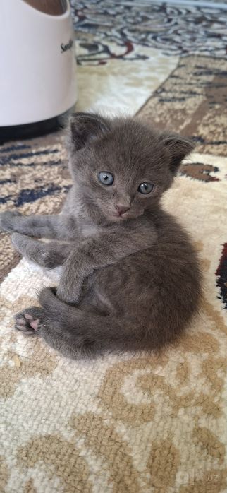 Шотландский котята