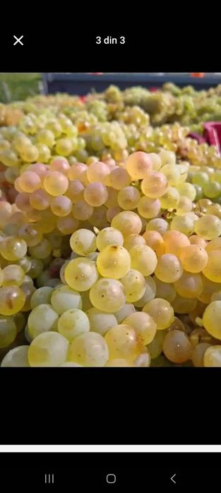 Struguri de vin 2025