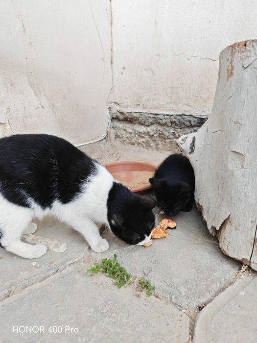 Qara rengli pishiq.