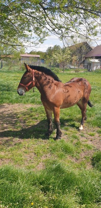 Mânz de vânzare de 1 an