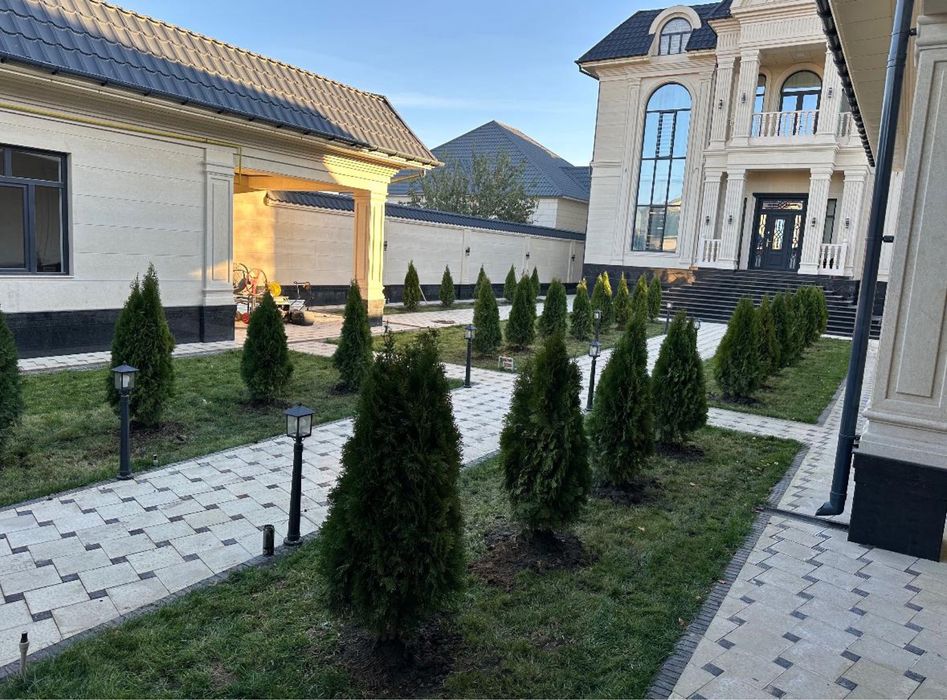 Ёлка все виды есть