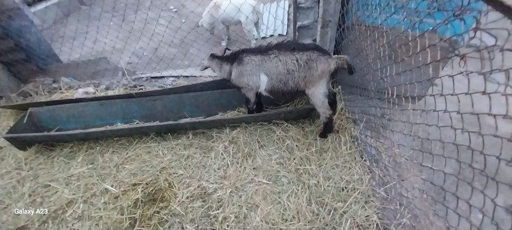 Продам гозла 4 месяцев