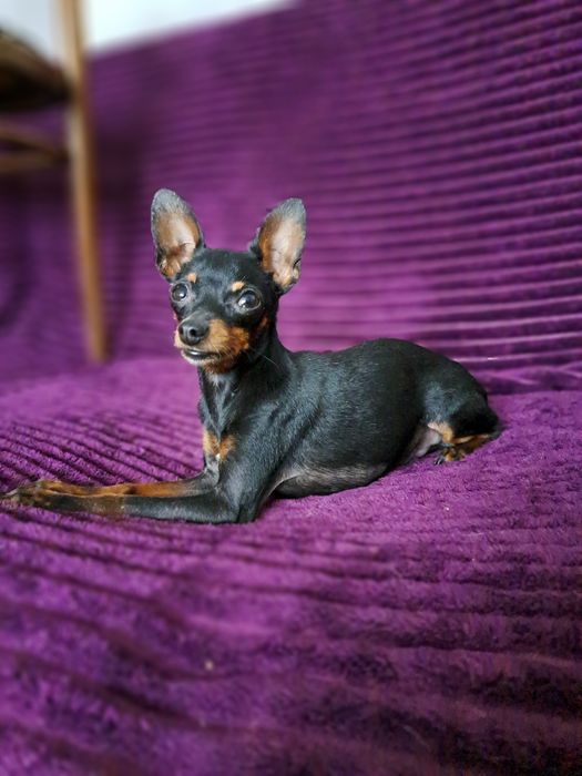 Вязка мини той терьера