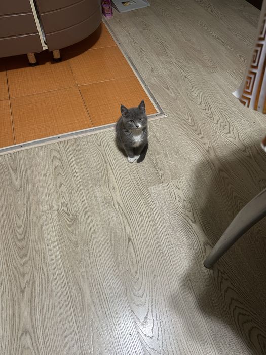 Котенок девочка 3 месяца