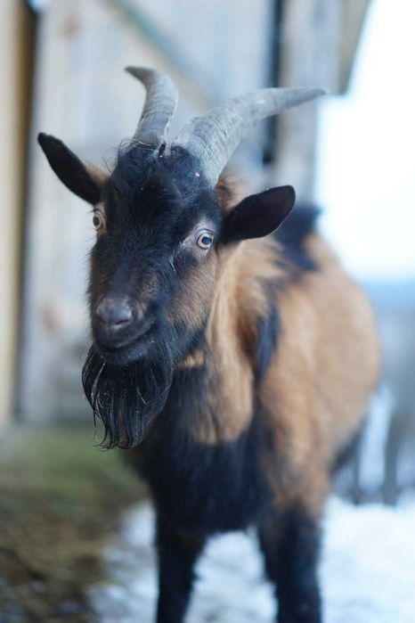 Vand TAP alpina franceza 1 an - foarte viril - vanzare sau schimb