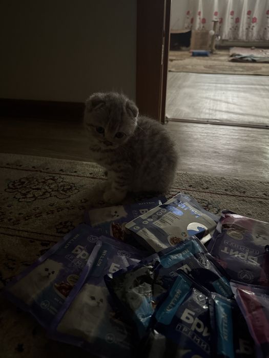 Шотландский котёнок