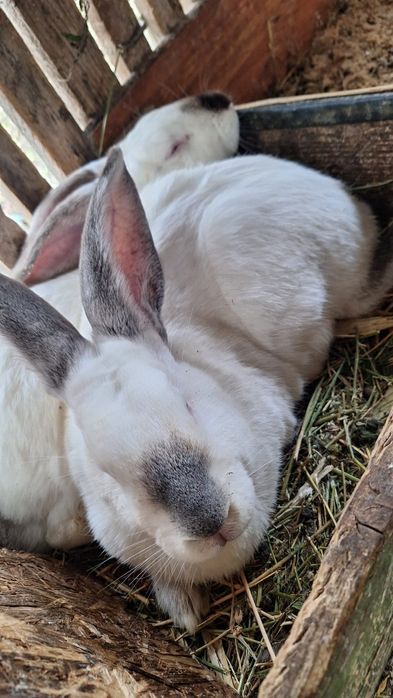 Vând iepuri Urias de Transilvania.Preț 170 lei negociabil.