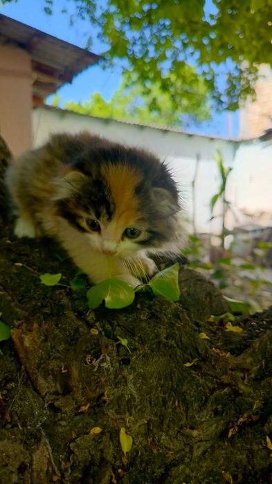 Котята фолд хайленд и страйк очень мягкие класные гипоаллергеные !