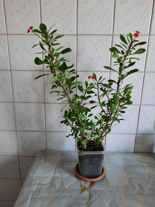 Молочай Миля р-н Бурова