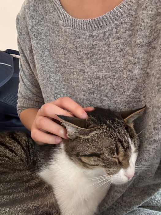 Отдадим кошечку в хорошие руки