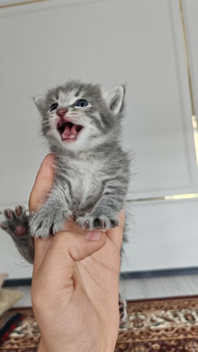 Продаются котята