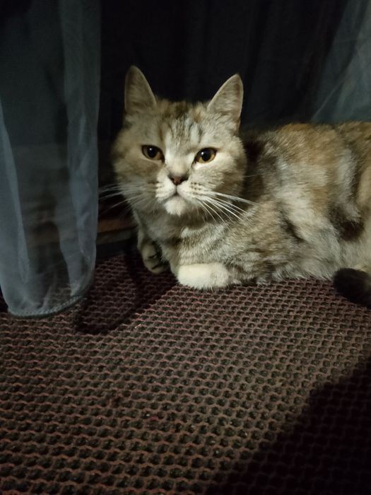 Отдам котенка британку