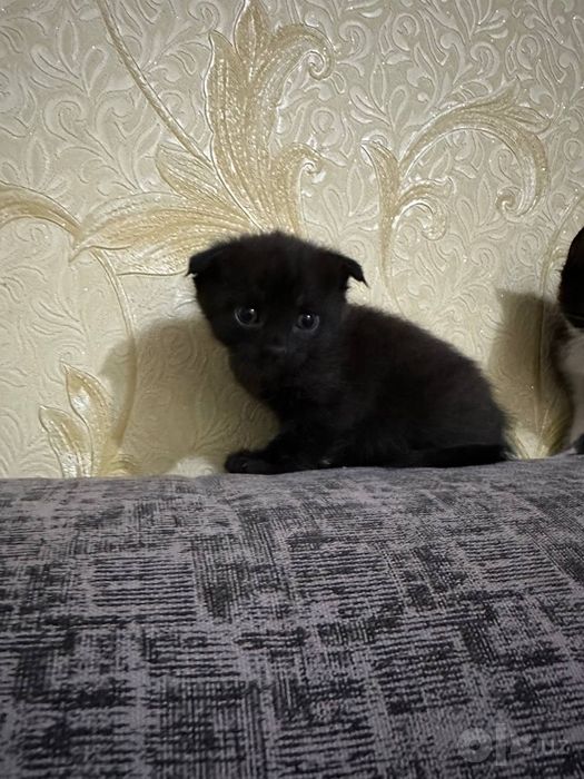 Мушукчалар домашний