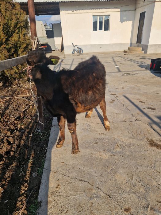 Ұрғашы бузау сатылады