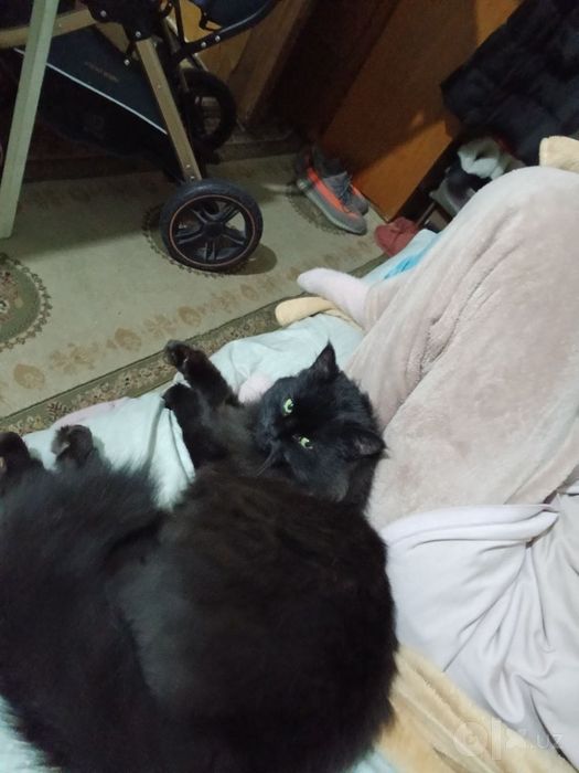 Подарю котенка шоколадку лесная норвежская  родители привезенные