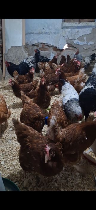 disponibile gaini outoare