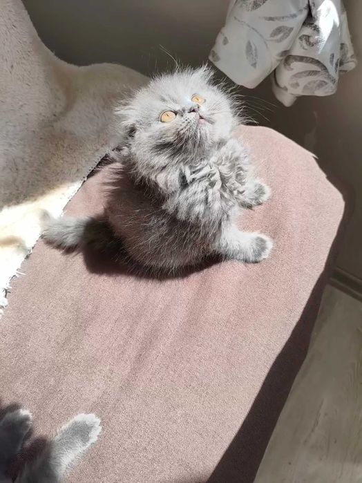 Британски котета и шотлански клепоухи