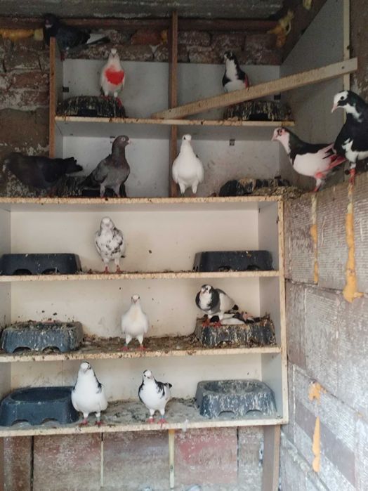 Гълъби Пазарджишки високолетачи Ловени чужди,