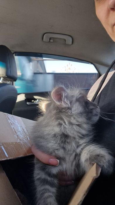 Отдам котенка мальчика