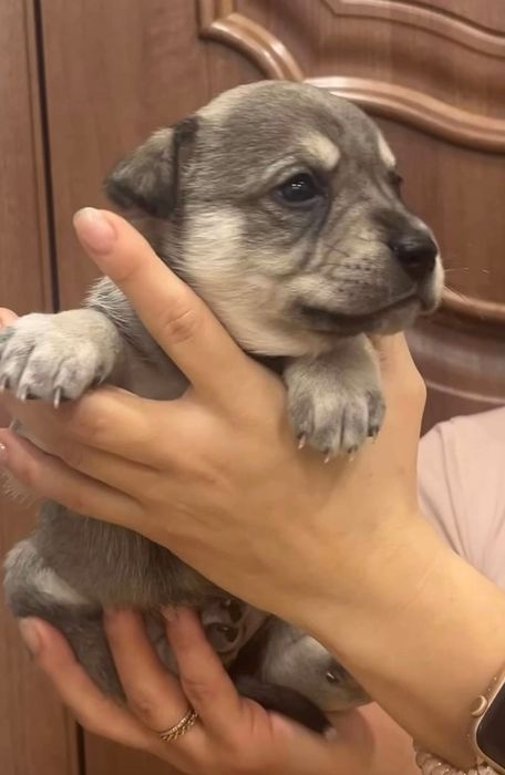 Щенки ищут свой дом