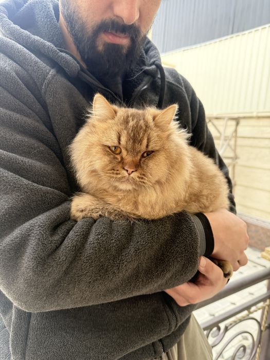 mushik sotiladi gibrid