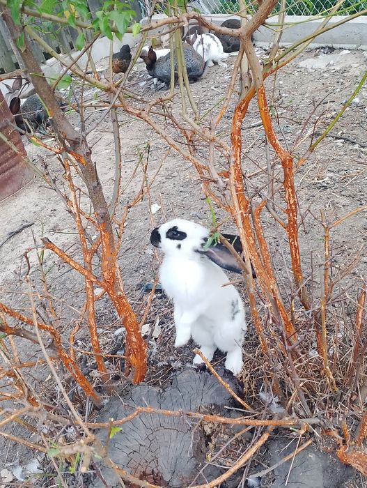 Vând iepurii uriaș german