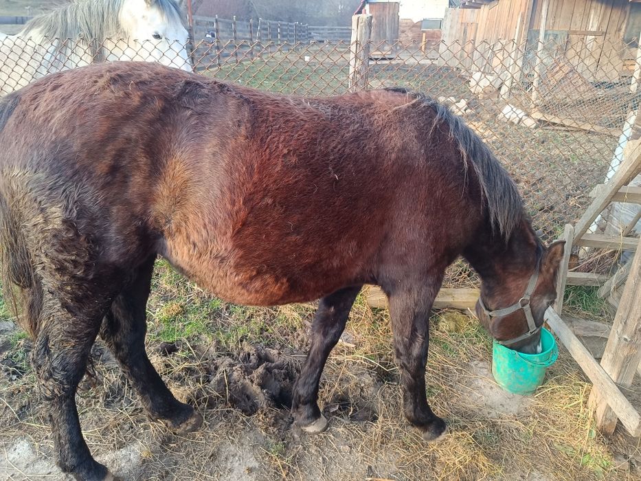 Vând cârlană , un an și șapte luni