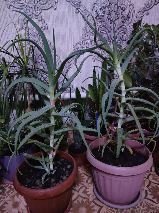 Алоэ. На лечение.  Доставка