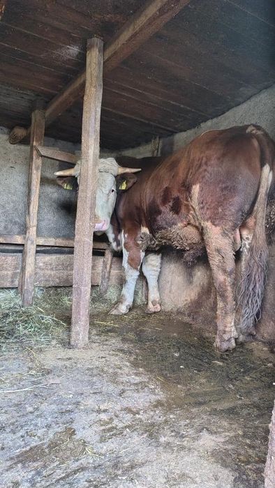 Vând taur Bălțat Românesc