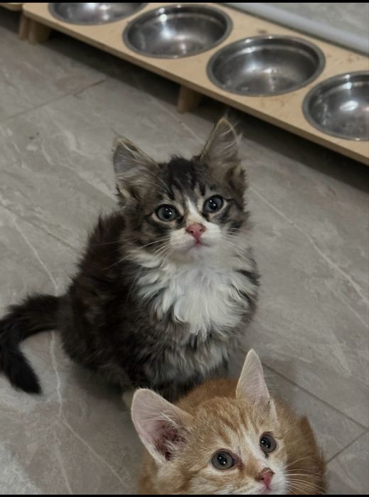 Котята ищут своих хозяев