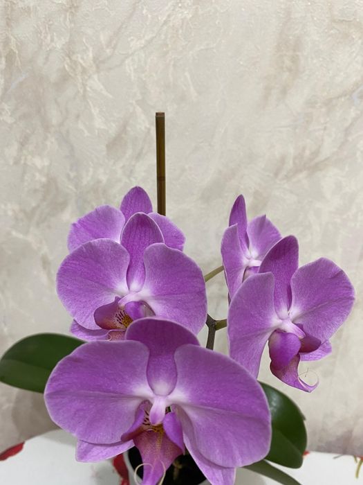 Продам Орхидею цена 5000