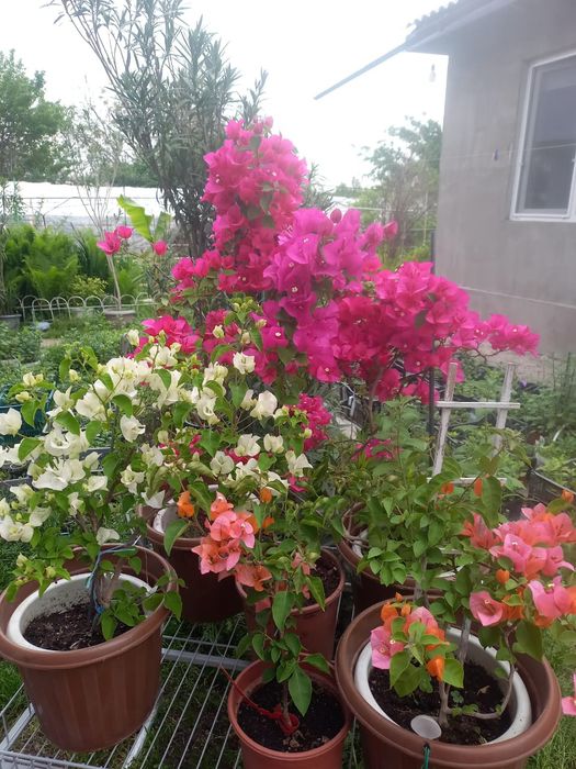 БУГЕНВИЛИЯ в горшках