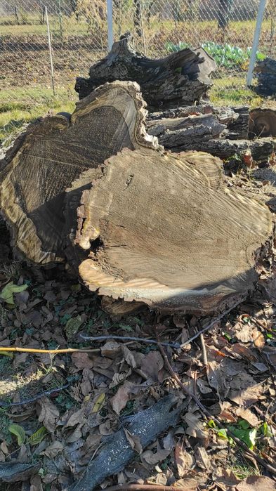 Rondele de nuc și plop