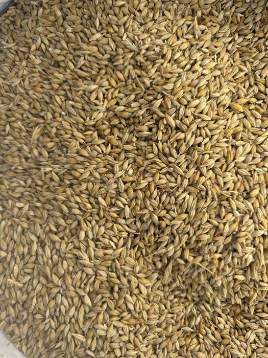 Продам чистый, сухой ячмень
