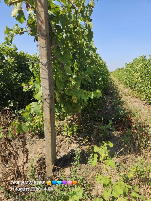 Vând struguri de vin