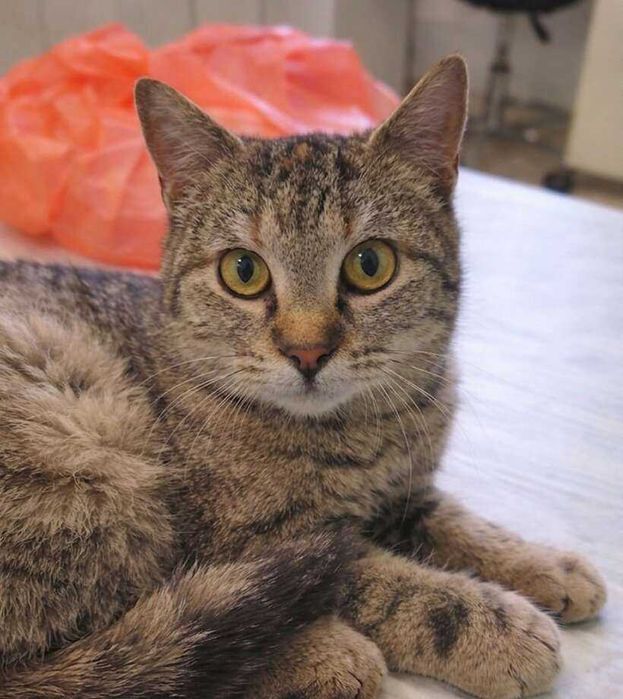 Mалко женско коте търси дом