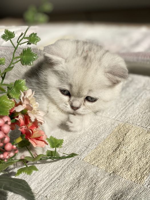 Клубный котик скотиш страйт